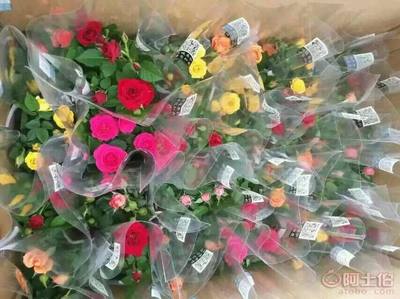 恒绿源广州基地直销精选礼品盆景植物花卉盆栽110玫瑰花