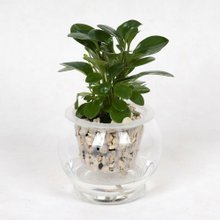 花卉碧玉 清新雅致的室内绿植与送礼佳品